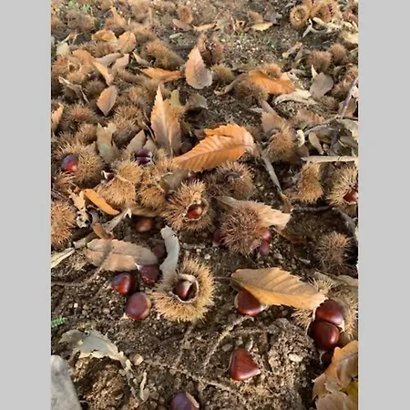 Летний дом Formas Patuscas,